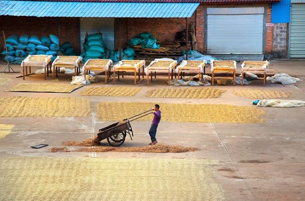 The Evolution of Yunnan Small Bean Coffee Varieties and Pour Over Techniques: A Complete Guide from Catimor to Typica