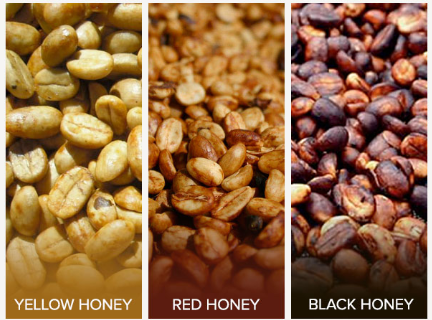 A Complete Guide to Costa Rica Honey Processed Coffee Beans: Differences and Flavor Profiles of Black Honey, Red Honey, Yellow Honey, and White Honey