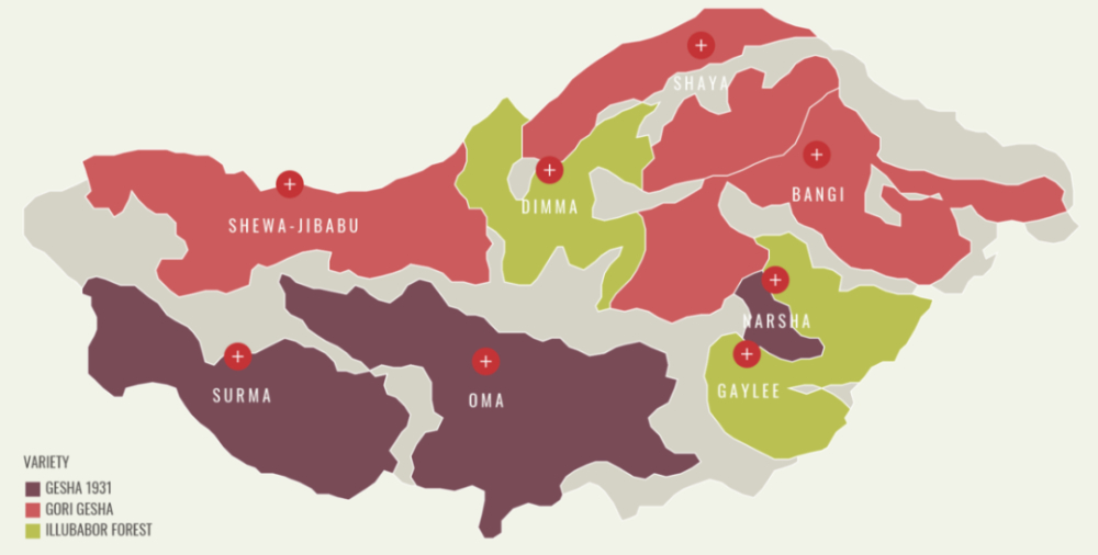 A Complete Guide to Ethiopia's Gesha Village Estate: From Origins to Flavor Profile, and How to Brew It for Optimal Performance