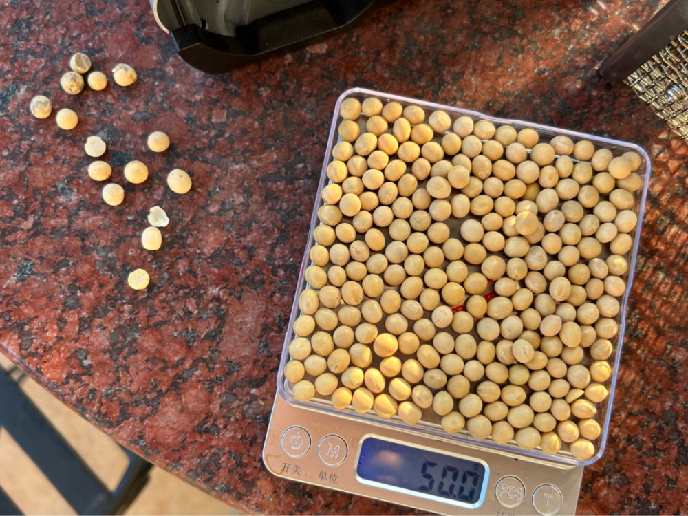Can soybeans be used as a coffee substitute? Hands-on testing of direct-fire roasting and brewing techniques reveals big differences in flavor