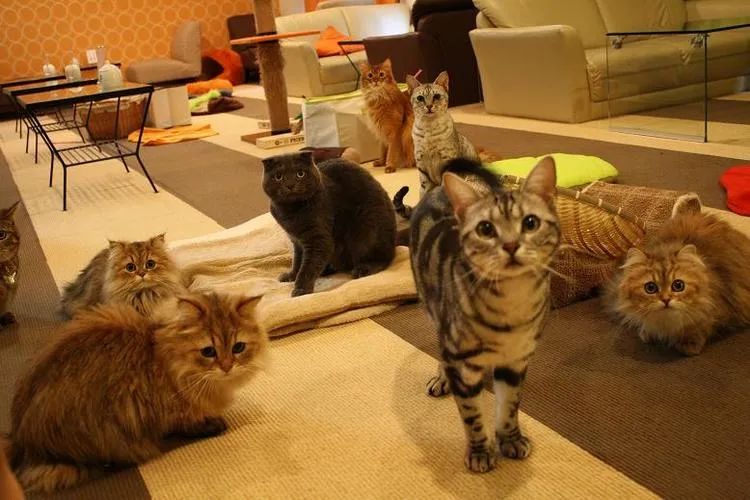 The Dark Side of Animal Cafés: A Comprehensive Analysis from the Rise of Cat Cafés to Illegal Wildlife Trade