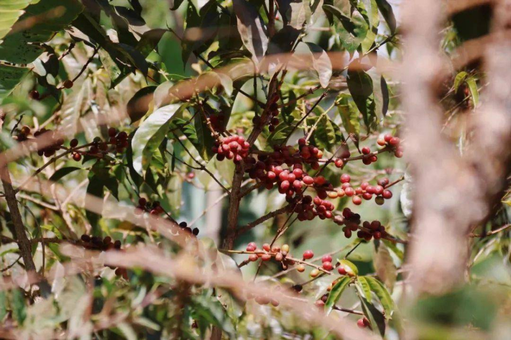 How to brew Yirgacheffe washed beans? Complete guide to Heirloom variety flavor profile & pour over parameters