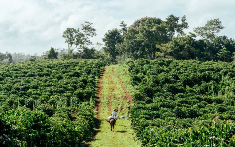 High-altitude Robusta from Vietnam: How anaerobic processing is reshaping traditional coffee perceptions