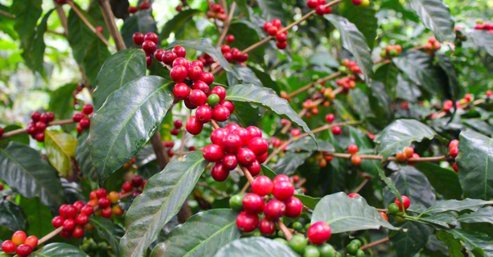 How to Roast Caturra Coffee Beans? A Complete Guide to Medium-Dark Roast Pour Over Parameters and Variety Characteristics