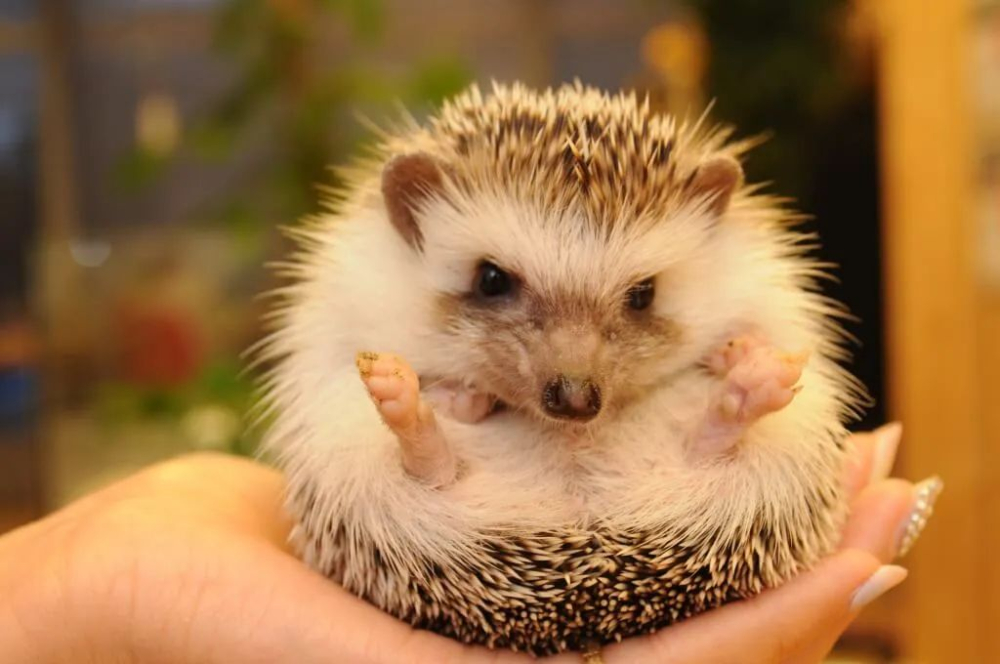 The Dark Side of Animal Cafés: A Comprehensive Analysis from the Rise of Cat Cafés to Illegal Wildlife Trade