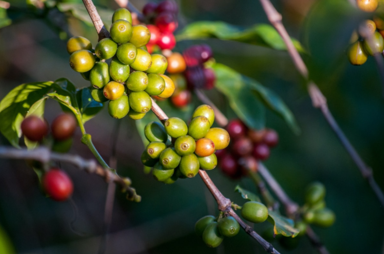 A Complete Guide to Coffee Cherries: Key Steps from Harvesting and Processing to Brewing Flavors