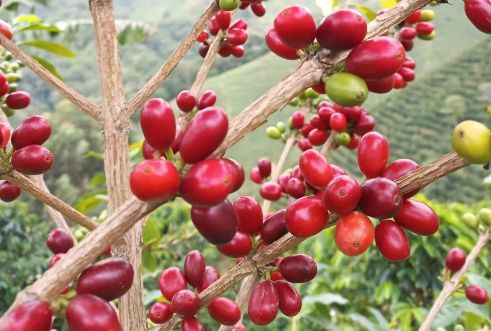 Colombian Boundary Estate Gesha Coffee: A Complete Guide to Champion Bean Flavors and Pour Over Brewing