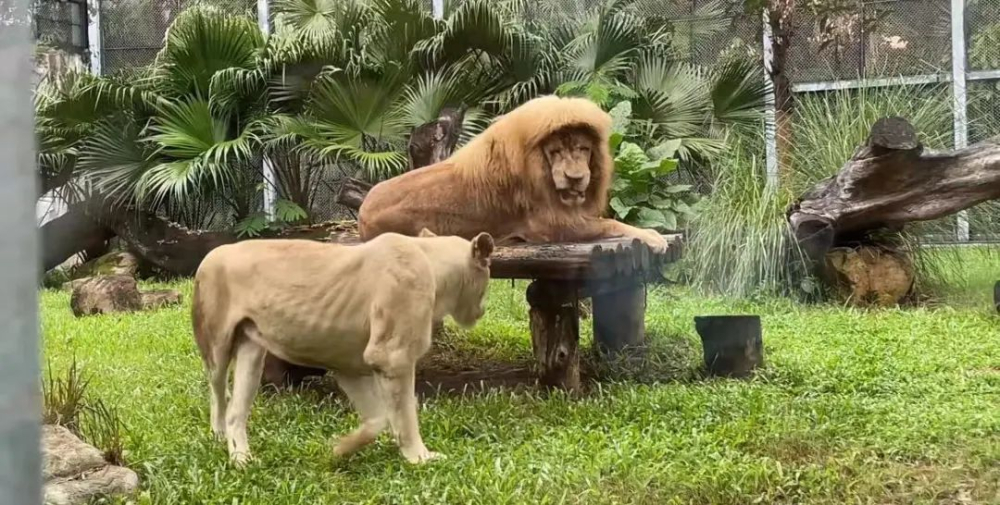 The controversy over the Pearl Milk Tea association at Guangzhou Zoo and the reason behind the deletion of the animal feces image