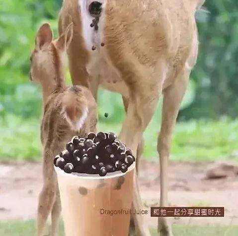The controversy over the Pearl Milk Tea association at Guangzhou Zoo and the reason behind the deletion of the animal feces image