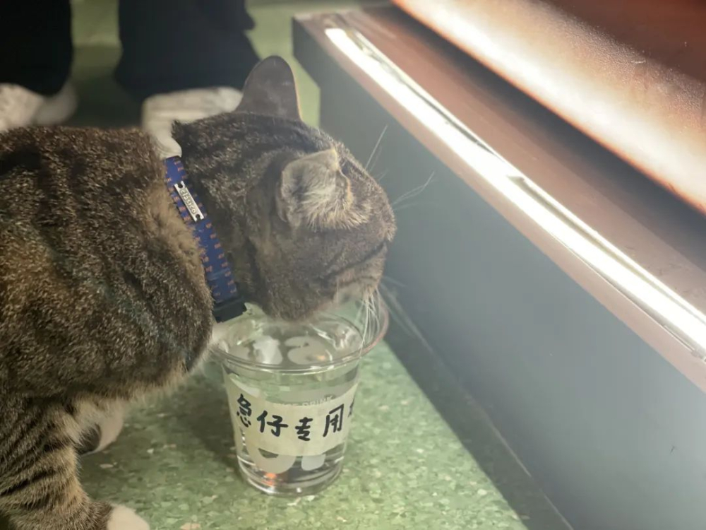 Community Coffee Shop Pet-Friendly Design: A Practical Guide and Tips for Enhancing Customer Experience