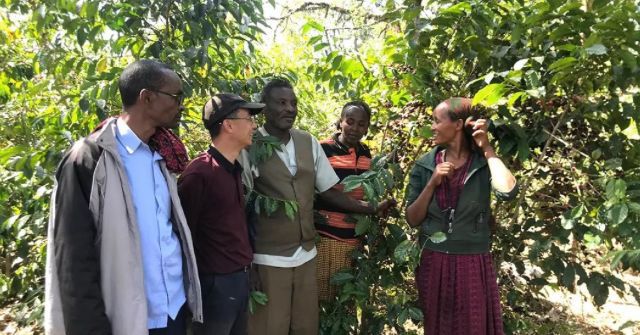 A Comprehensive Guide to Ethiopian Yirgacheffe Natural Process Coffee: Flavor Profile & Pour Over Parameters