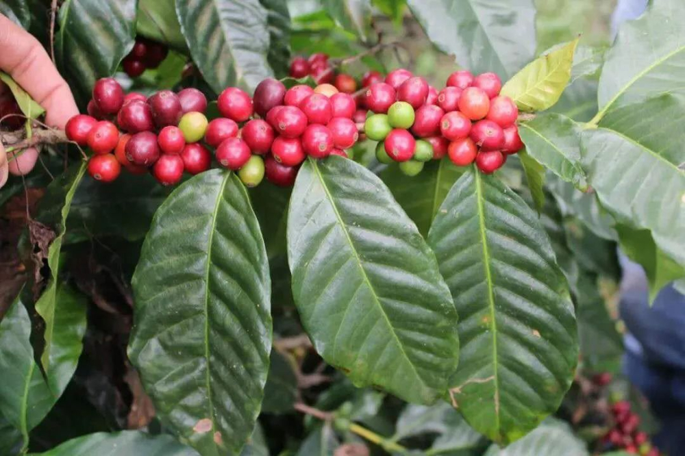 A Complete Guide to Caturra Coffee Variety: Dwarf Height, High Yield Traits, Central American Dissemination History, and Pour Over Brewing Techniques