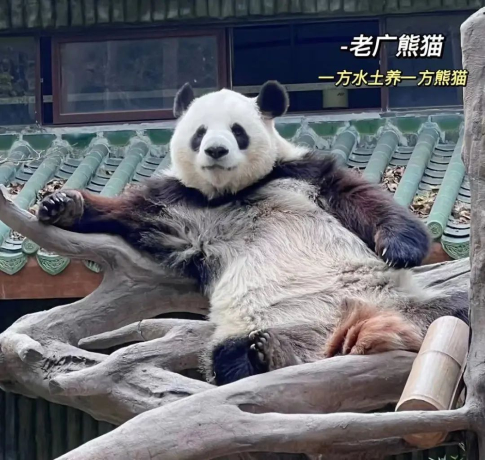 The controversy over the Pearl Milk Tea association at Guangzhou Zoo and the reason behind the deletion of the animal feces image