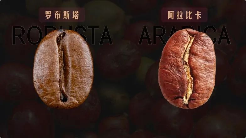 How to Drink Robusta Coffee Beans? A Complete Guide to Flavor Profile and Vietnamese Drip Coffee Preparation