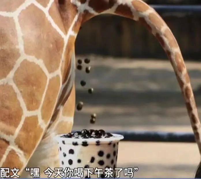 The controversy over the Pearl Milk Tea association at Guangzhou Zoo and the reason behind the deletion of the animal feces image
