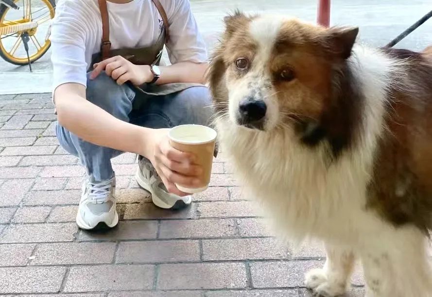 Community Coffee Shop Pet-Friendly Design: A Practical Guide and Tips for Enhancing Customer Experience