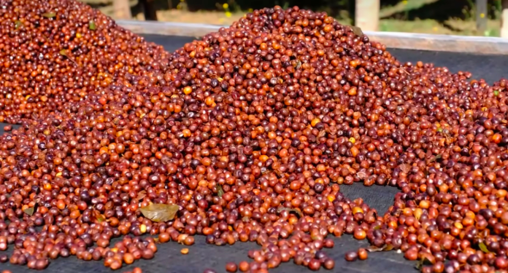 A Complete Guide to the Evolution of Coffee Processing Methods: From Traditional Techniques to Innovative Flavor Experiments