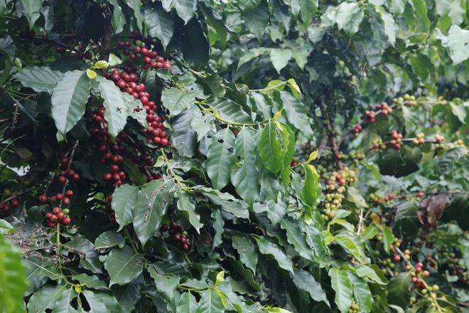 The Fat-Burning Principle of Robusta Black Coffee & the Correct Way to Drink It | Analysis of Dark Roast Flavor and Chlorogenic Acid