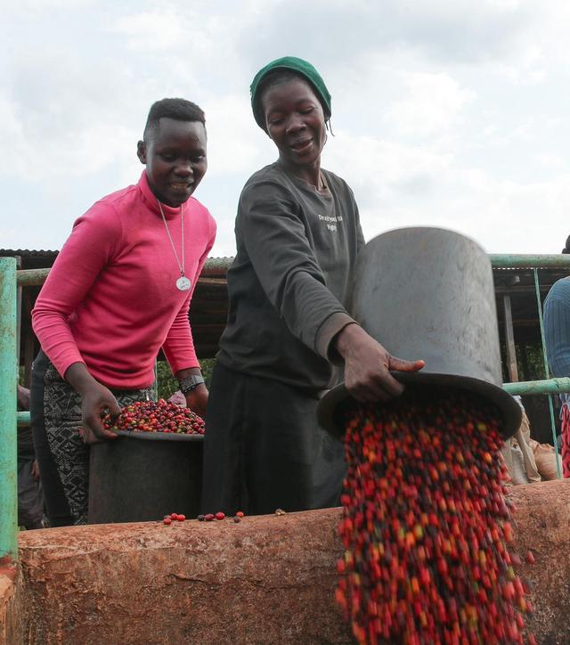 Kenya Coffee Deep Dive: The Evolution of SL Varieties, K72 Washed Process, and Regional Flavor Map