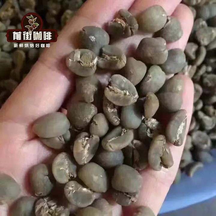 A Comprehensive Guide to Indonesian Coffee Varieties: Characteristics and Growing Regions of Typica, Robusta, and Catimor