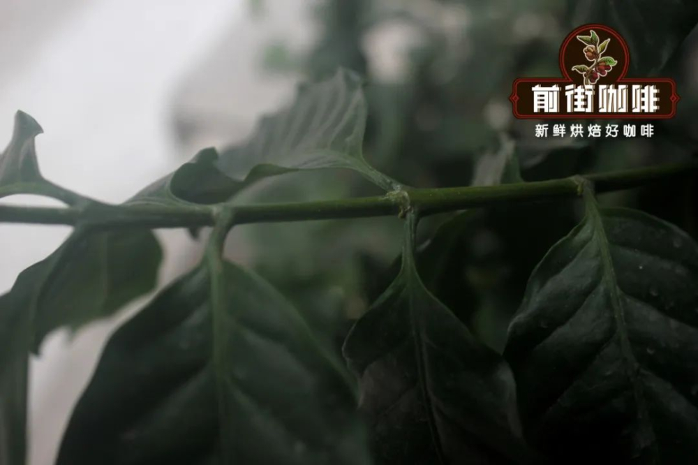 Analysis of the Catimor Coffee Variety: Characteristics, Flavor Profiles, and the Impact of Robusta Genes Behind Its High Yield, Along with Roasting Recommendations