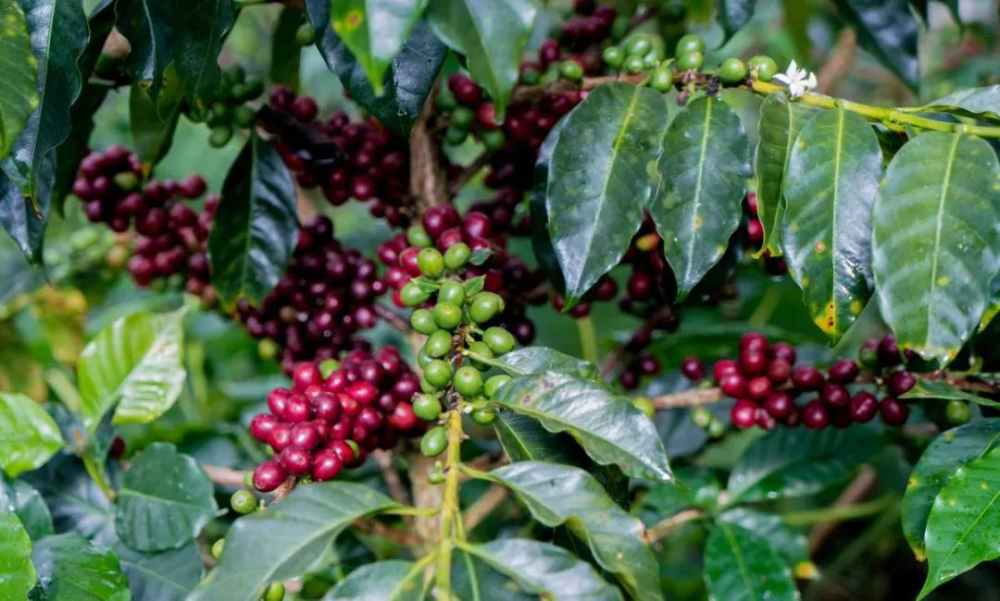 Complete Guide to Yirgacheffe Coffee: Regional Evolution, Heirloom Varieties, and Pour Over Parameters