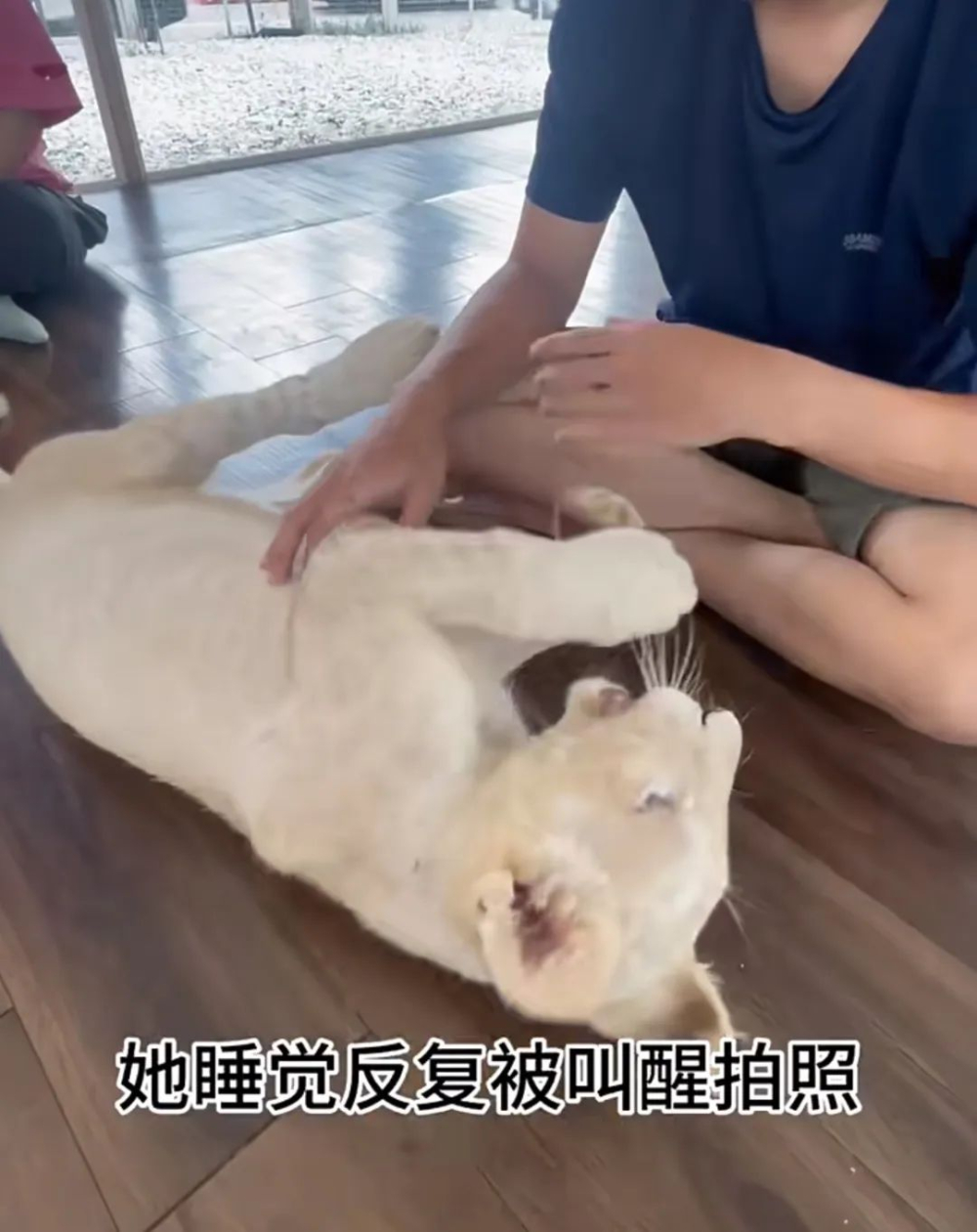 Analysis and Safety Recommendations Regarding the Lion Café Incident in Thailand Where a Lion Nibbled on a Visitor