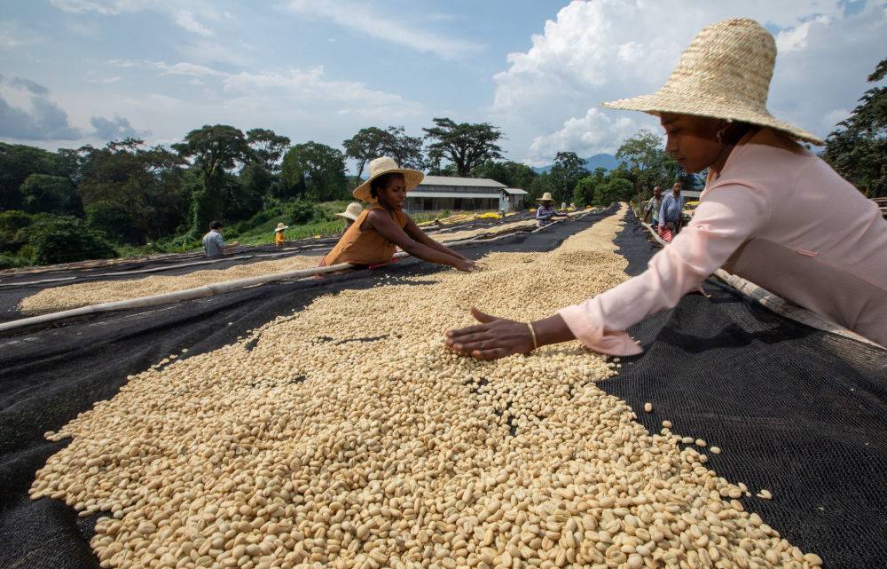 How to choose between Yirgacheffe washed and natural? A full guide to 3 entry-level daily-drink beans + pour over parameters