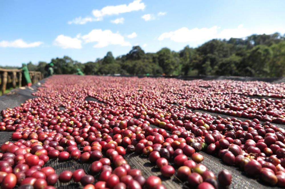How to Brew Ethiopian Yirgacheffe Washed Beans? Bright Acidity, Pour Over Parameters & Processing Method Explained