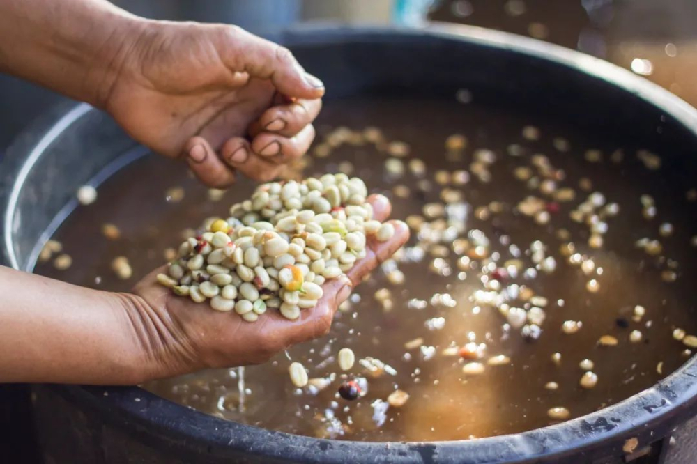 Complete Guide to Anaerobic Enzymatic Processing | Debunking Flavor-Enhanced Bean Myths and Insights from WBC Champions