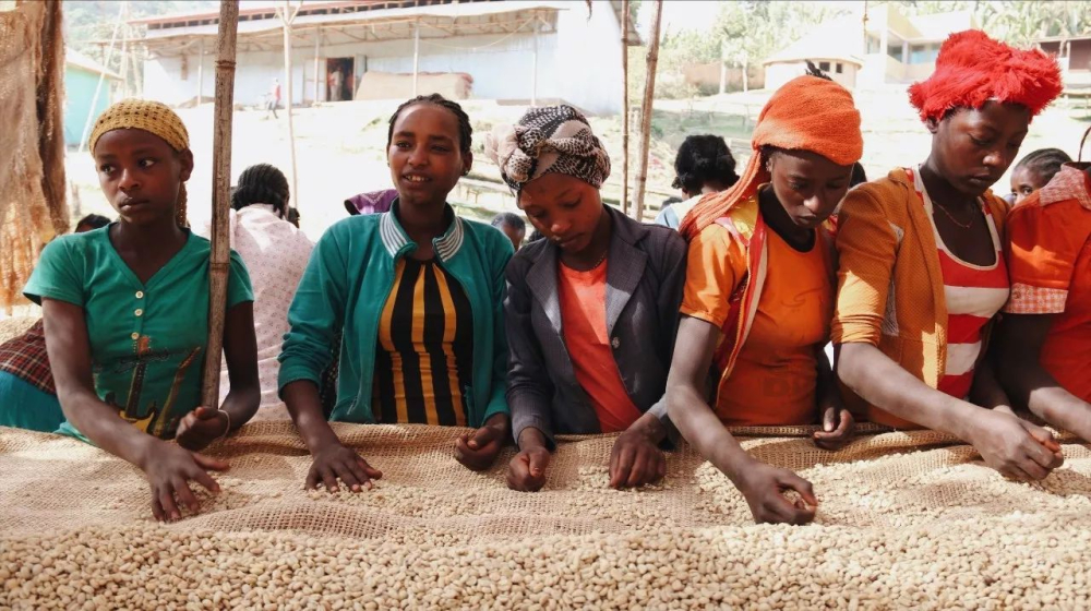 Recommended 6 Ethiopian pour-over beans: Flavor profiles of Yirgacheffe, Sidamo, and wild Kafa Forest