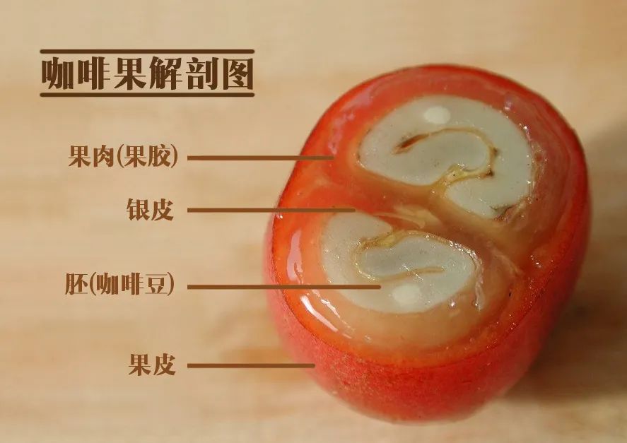 The Secret of Acidity in Washed Coffee Beans: A Complete Guide to Fermentation Techniques and Processing Steps