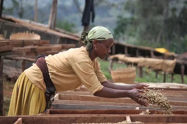 Analysis of Ethiopian 74110 Coffee Variety: A Comprehensive Guide to Disease Resistance and Flavor Characteristics