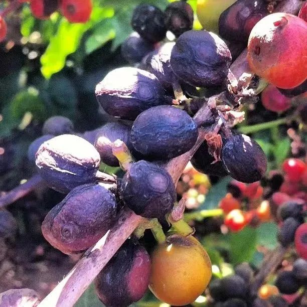 Analysis of Ethiopian 74110 Coffee Variety: A Comprehensive Guide to Disease Resistance and Flavor Characteristics