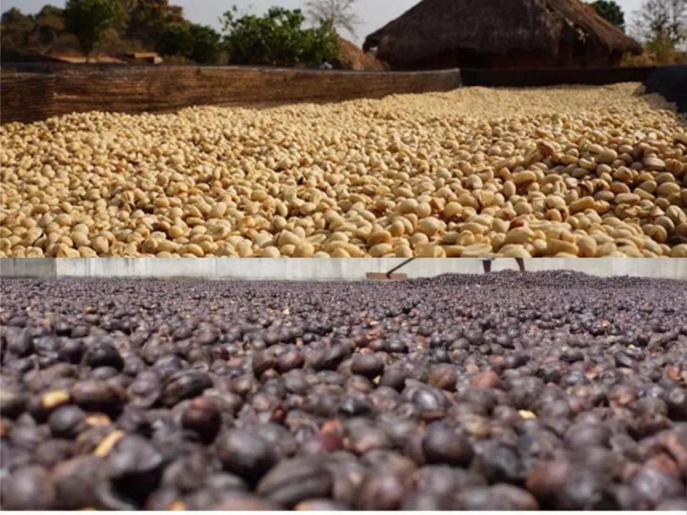 Honey Process vs. Natural Sun-Dried & Washed｜A Comprehensive Guide to Raisin Honey Process Characteristics and Classifications