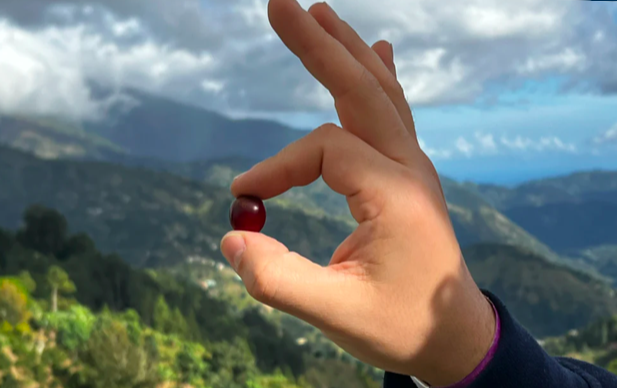 Unveiling Jamaica Blue Mountain Coffee Growing Regions & The Complete Guide to CIB Certification | Pour Over Coffee Bean Buying Guide
