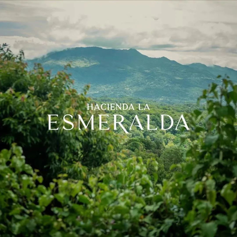 Why does Panamanian Geisha coffee dominate the world? The perfect convergence of terroir and variety