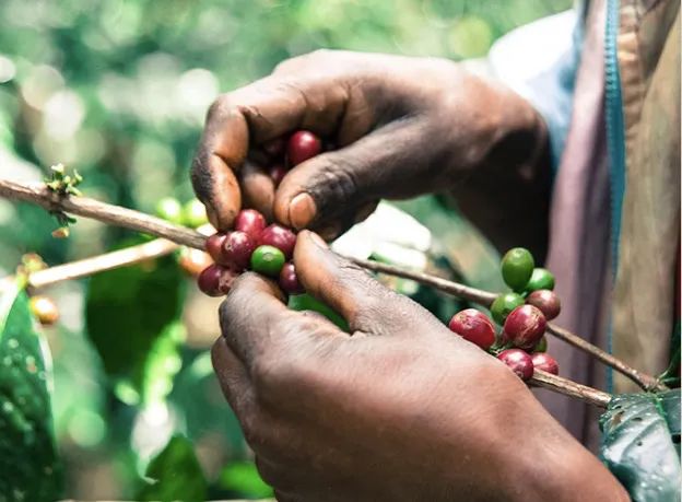 Why is SOE single-origin espresso often more acidic? An analysis of the roasting and flavor differences between SOE and Italian-style blends