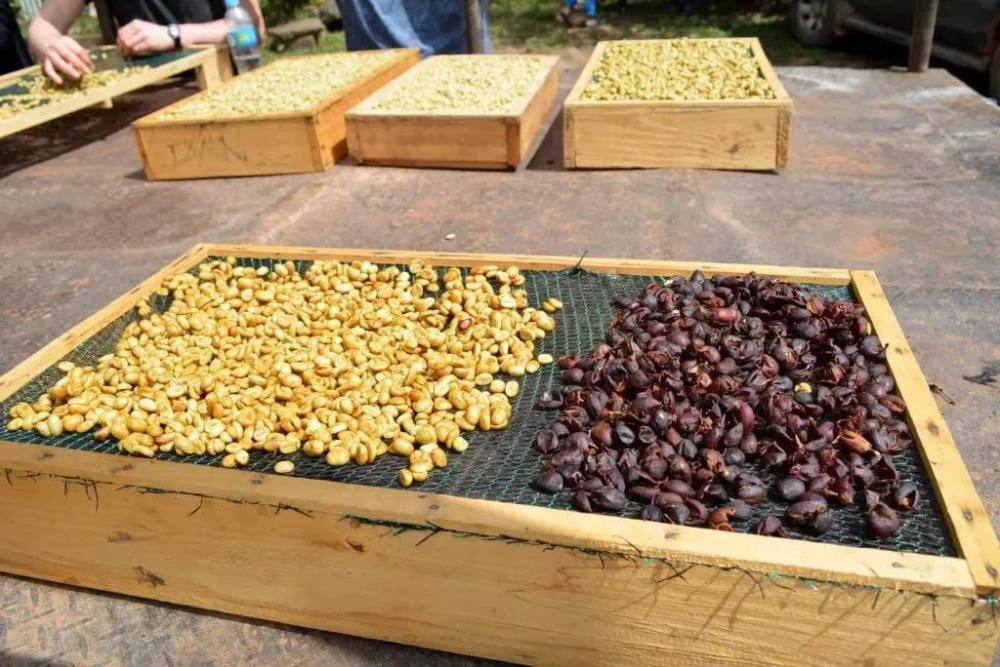 Honey Process vs. Natural Sun-Dried & Washed｜A Comprehensive Guide to Raisin Honey Process Characteristics and Classifications