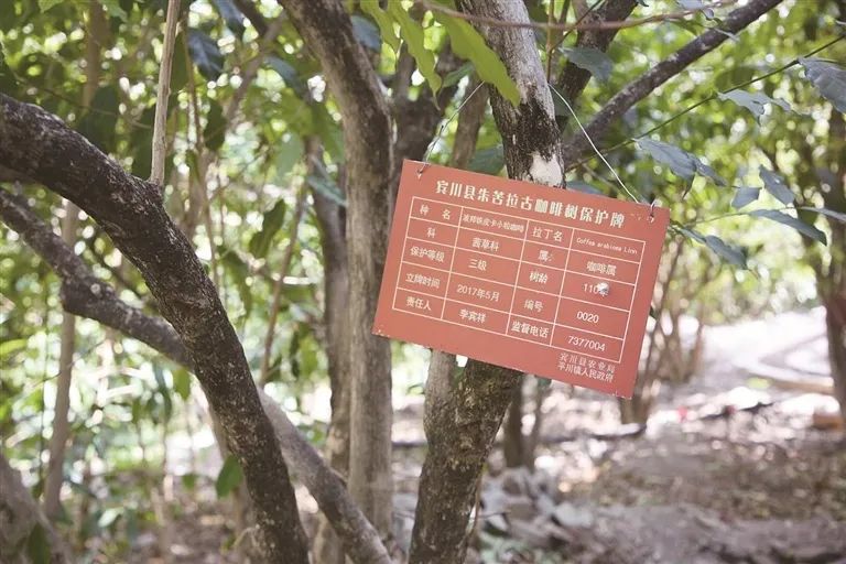 Unveiling Yunnan Coffee Region Flavors: Characteristics of the Catimor Variety & Guide to Its Four Major Growing Areas