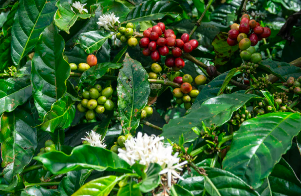 Unveiling Jamaica Blue Mountain Coffee Growing Regions & The Complete Guide to CIB Certification | Pour Over Coffee Bean Buying Guide