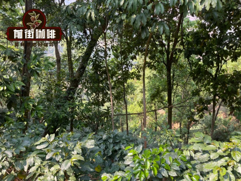 How are coffee bean names derived? A comprehensive classification guide from origin to estate