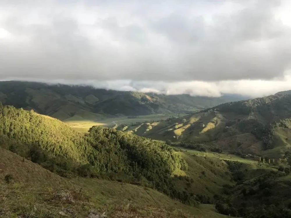 Colombian Chiroso Coffee Beans: The Flavor Secrets and Variety Origins of the BOP High-Price Champion