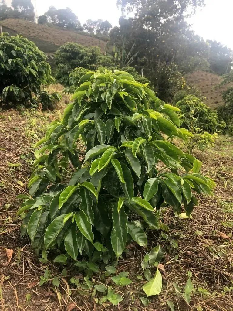 Colombian Chiroso Coffee Beans: The Flavor Secrets and Variety Origins of the BOP High-Price Champion
