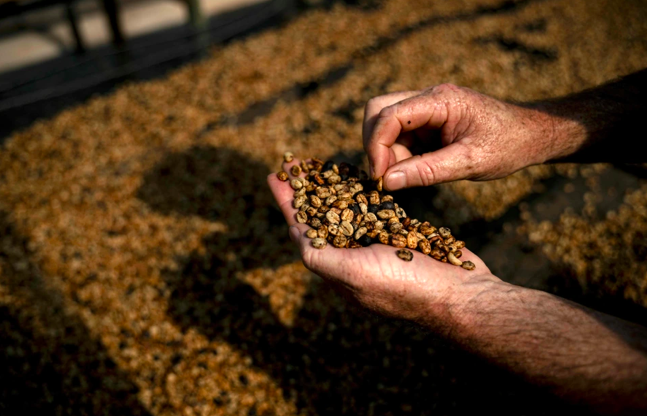 Flavor Analysis of Brazilian Bird Dung Coffee: The Rarity and Flavor Truth Behind the High Price