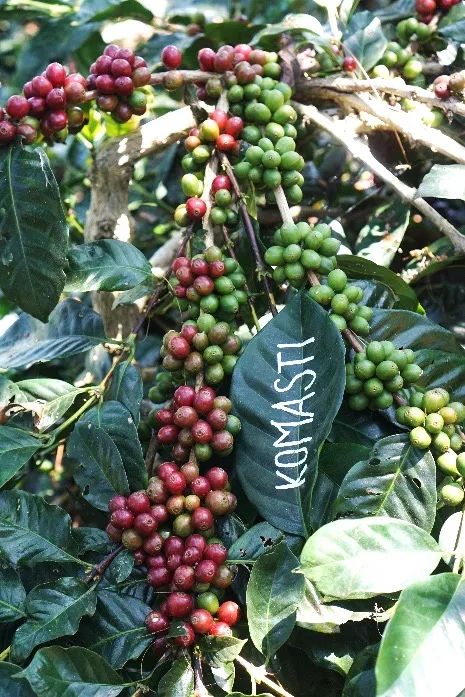 Indonesia's coffee production crisis: How the disease-resistant Komasti variety is helping the region break through?