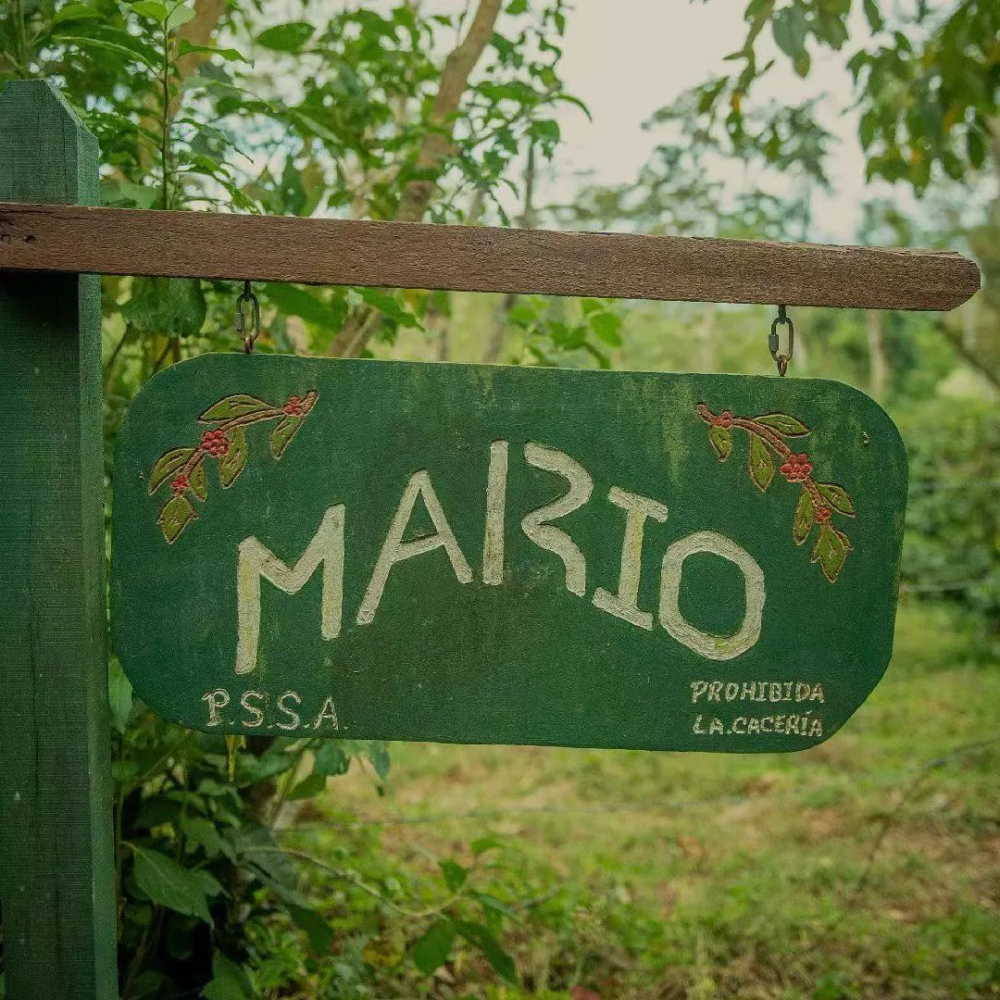 Unveiling the Grading of Finca El Injerto Gesha Beans: How to Choose Between Red and Green Labels? A Complete Guide to Pour Over Parameters and Flavors