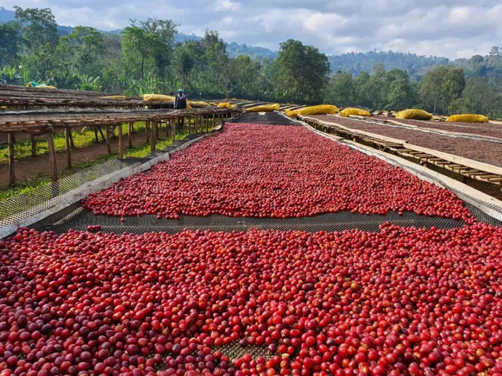 In-depth Analysis of Ethiopia’s Guji Region: Flavor Profiles and Origins of Hambella, Shakiso, and Uraga