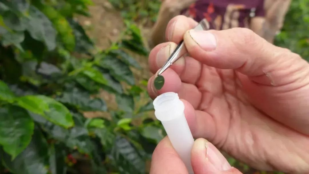 World Premiere!Free SNP Genetic Database to Identify Varieties of 23 Arabica Coffees