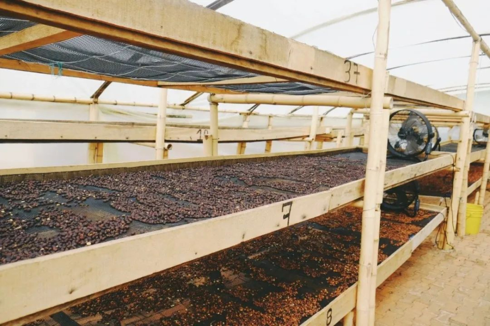 Eugenioides Coffee Beans: Unveiling the Ancestral Flavors of Arabica and Its Challenging Cultivation